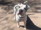 Adopt SAVY a Pit Bull Terrier
