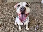 Adopt SAVY a Pit Bull Terrier