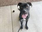 Adopt ROCKY a Pit Bull Terrier