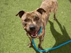 Adopt PINE a Pit Bull Terrier
