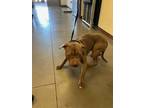 Adopt EVAN a Pit Bull Terrier