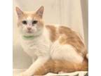 Adopt Tigger a Domestic Short Hair