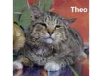 Adopt Theo a Domestic Short Hair