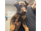 Adopt Dobby a Doberman Pinscher