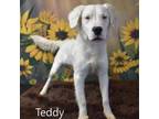 Adopt Teddy a Dogo Argentino, Mixed Breed