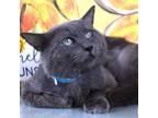 Adopt Engler a Domestic Medium Hair