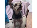 Adopt Chippy a Yorkshire Terrier