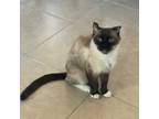 Adopt Prince a Snowshoe