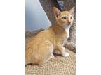 Adopt Rover a Tabby