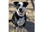 Adopt Darrell a Border Collie, Mixed Breed