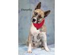 Adopt Dunphy a Akita