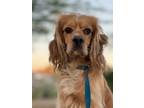 Adopt Bruno a Cocker Spaniel