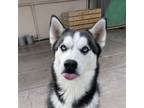 Adopt Degas a Husky