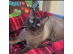 Adopt Rami a Siamese