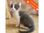 Adopt Zuri a Domestic Short Hair