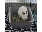 Adopt PRETZEL a Bunny Rabbit