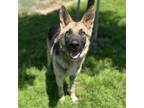 Adopt BRICK a German Shepherd Dog