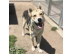 Adopt TRAPPER a Siberian Husky, Mixed Breed