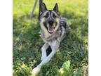 Adopt TANK a Siberian Husky, Mixed Breed