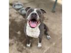 Adopt KARL a Pit Bull Terrier, Mixed Breed