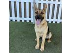 Adopt BEAST a German Shepherd Dog, Mixed Breed