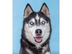 Adopt KOBA a Siberian Husky