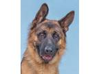 Adopt CHESTER a German Shepherd Dog