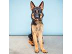 Adopt CAMPANA a German Shepherd Dog