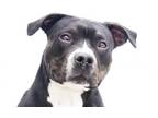 Adopt TREVOR a Pit Bull Terrier