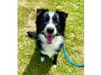 Adopt Batman a Border Collie