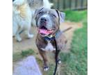Adopt SEBASTIAN a Pit Bull Terrier