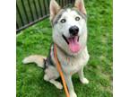 Adopt HATCHI a Siberian Husky