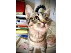 Adopt Matilda DM a Tabby, Domestic Short Hair