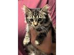 Adopt Mulligan a Maine Coon, Domestic Long Hair
