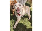 Adopt Mochi a Wirehaired Terrier, Labrador Retriever