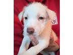 Adopt Mochi a Wirehaired Terrier, Labrador Retriever