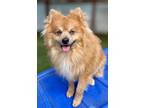 Adopt Twin a Pomeranian