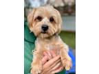 Adopt Parcheesi a Yorkshire Terrier