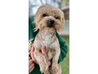 Adopt Lite-Brite a Yorkshire Terrier, Shih Tzu