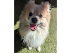 Adopt Illac a Pomeranian