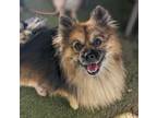 Adopt Browny a Pomeranian