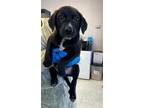 Adopt JOHNNY a Labrador Retriever, Mixed Breed