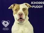 Adopt PUDDY a Pit Bull Terrier
