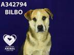 Adopt BILBO a Labrador Retriever, Treeing Walker Coonhound