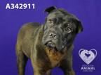 Adopt BURTON a Shar-Pei, Mixed Breed