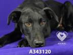 Adopt MARLIN a Labrador Retriever