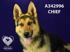 Adopt CHIEF a German Shepherd Dog