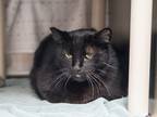 Adopt PANTHER a Domestic Short Hair