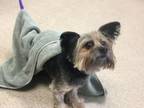 Adopt Dog a Silky Terrier, Mixed Breed