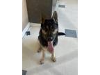 Adopt Dog a German Shepherd Dog